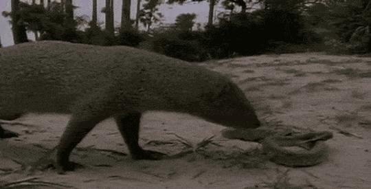 蜜獾吃毒蛇像吃辣条,蜜獾平头哥大战狮子