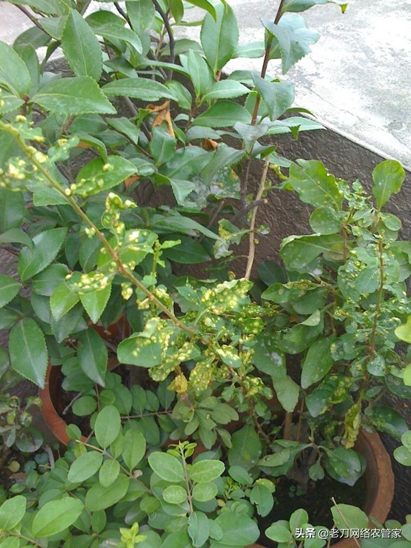 家里枸杞长瘿螨怎么办,枸杞病虫害瘿螨照片