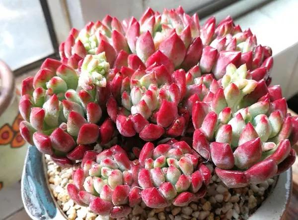 最全多肉图鉴大全,图鉴植物