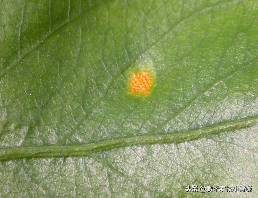 叶片上出现黄斑点是什么病,叶片有黄斑白斑怎么办