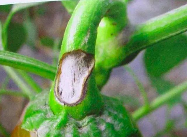 难缠的辣椒炭疽病，最全讲解在这里