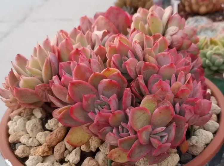 养多肉植物修身养性,多肉的习性和日常养护方法