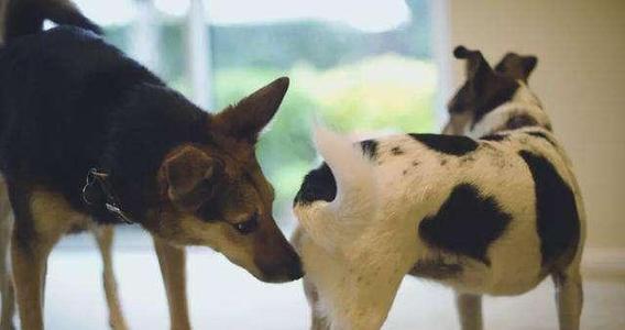 狗狗为什么不喜欢主人亲它嘴,狗狗能看懂主人的亲昵行为吗