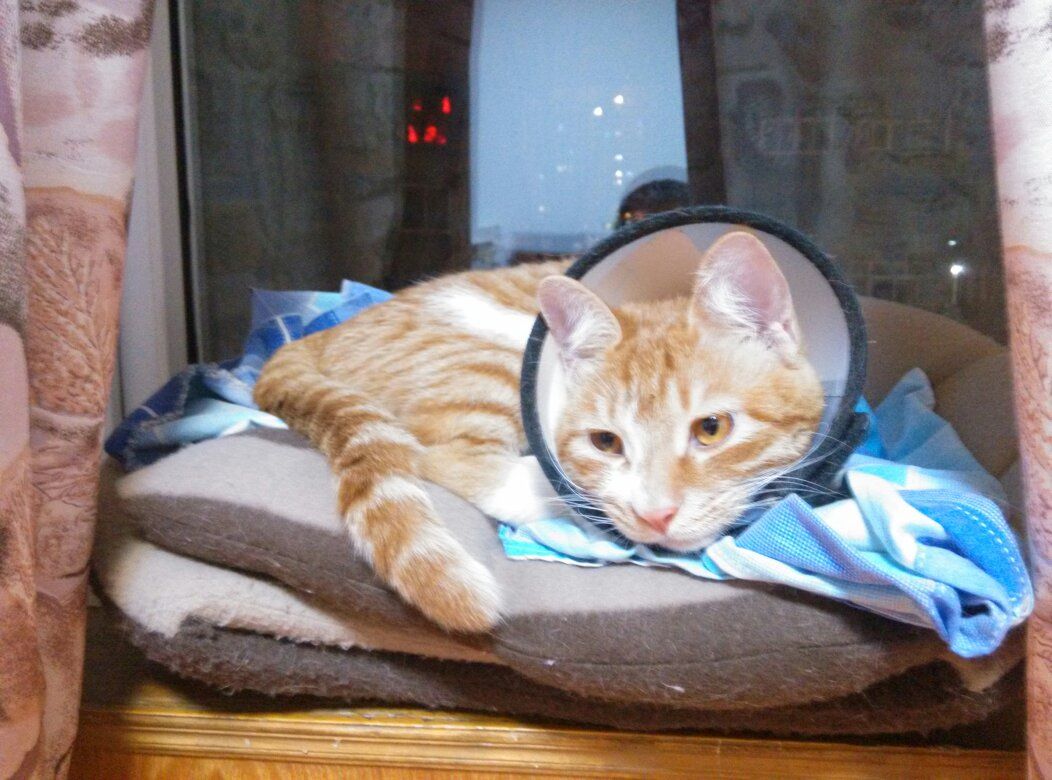 猫咪湿疹症状表现,猫咪湿疹会不会有白屑