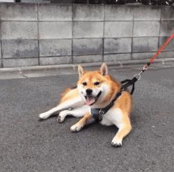 柴犬狗狗真的是通人性的,狗狗柴犬有多可爱呢