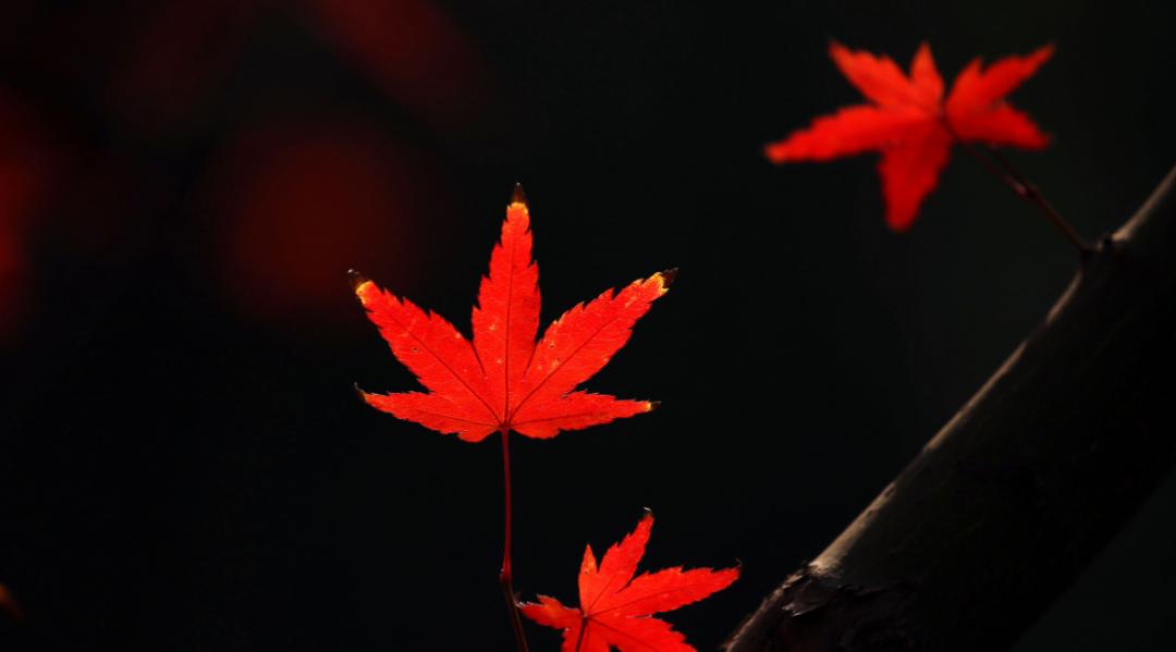 诗词吟诵《秋日》,秋日相思的古诗词