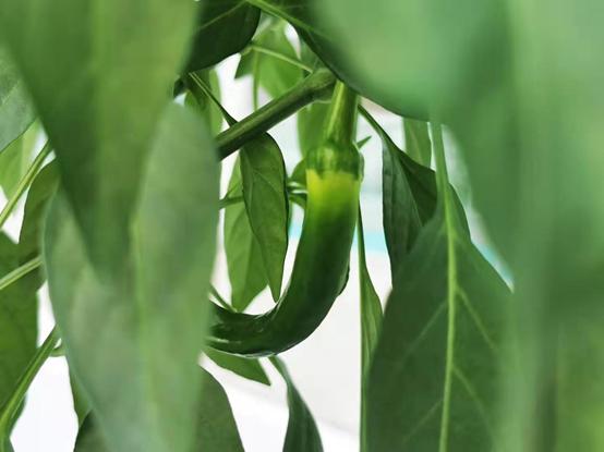 带你江西奉新看菜去，去了绝对不后悔