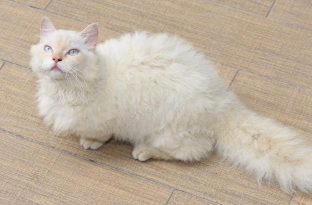 矮脚长毛大松尾拿破仑猫,长毛大尾巴拿破仑矮脚猫