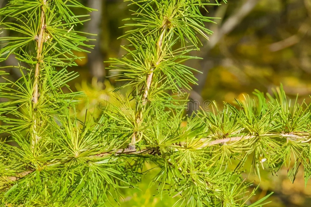 怕买到假表怎么办,买爱格板注意什么