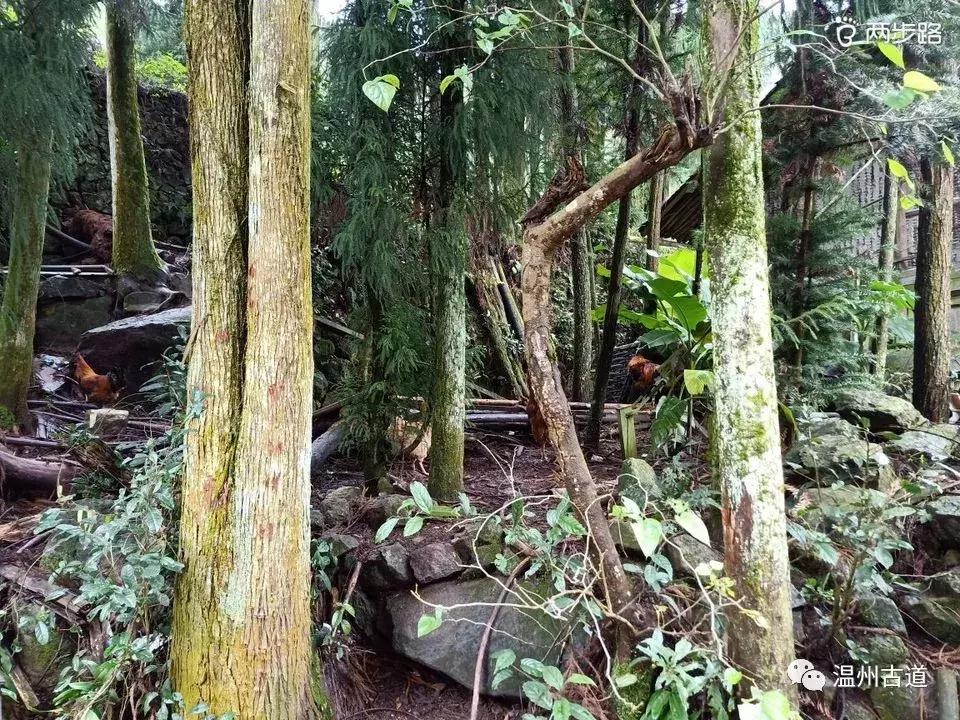 温州茶山红枫古道,浙江温州永嘉红枫古道