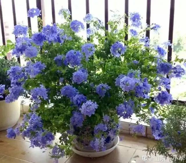 中国诗歌周刊新诗美韵第199期,中国诗歌周刊七十八期