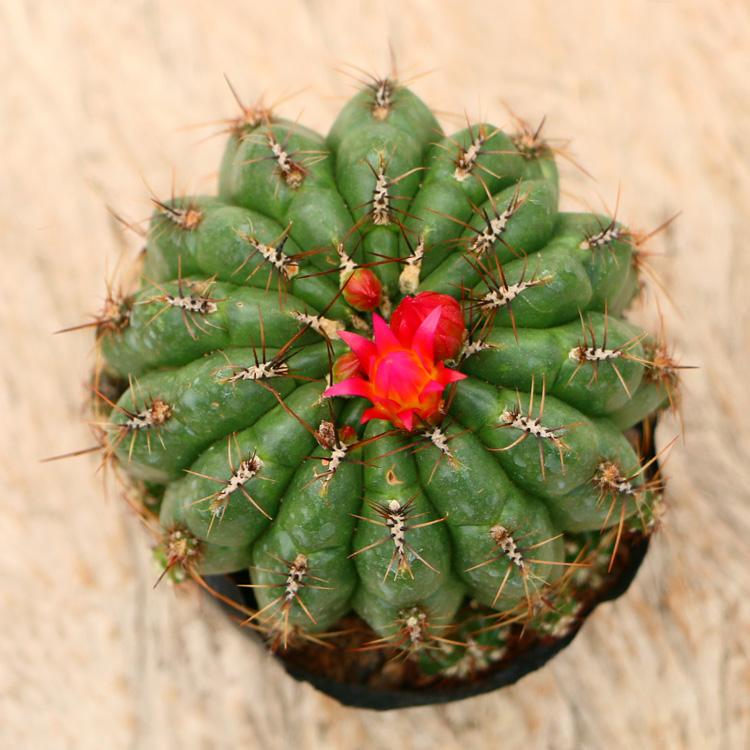 148个仙人球品种大全,100个仙人球品种