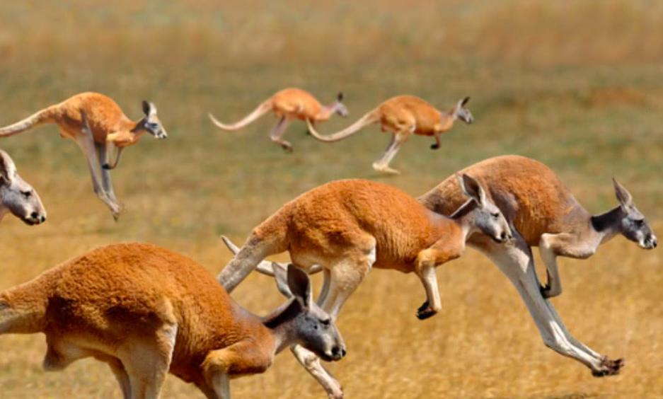 袋鼠的生殖特点是什么科普,袋鼠生殖特点科普短文