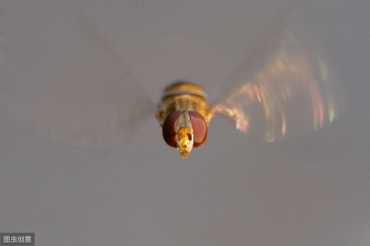 长得像蜜蜂确是苍蝇的亲戚，行为又是益虫的一种生物——食蚜蝇