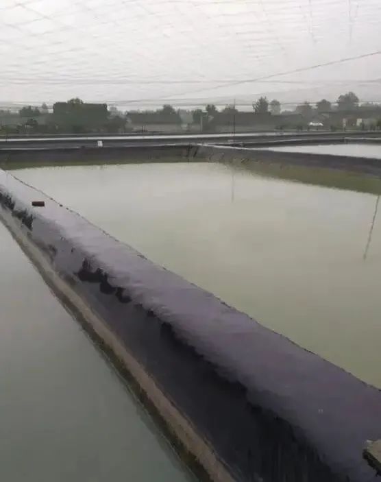 鱼塘里面有红色的水锈怎么治理,鱼塘水面生红锈有什么办法
