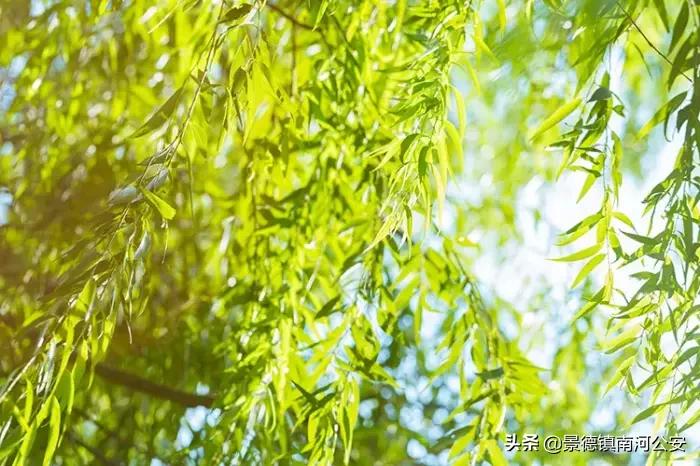 45首最美诗词送给春天,100首最美春天诗句