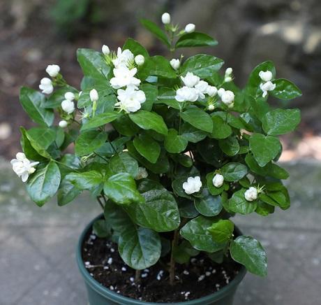 茉莉花养老桩好不好,新买的茉莉花怎么养成老桩