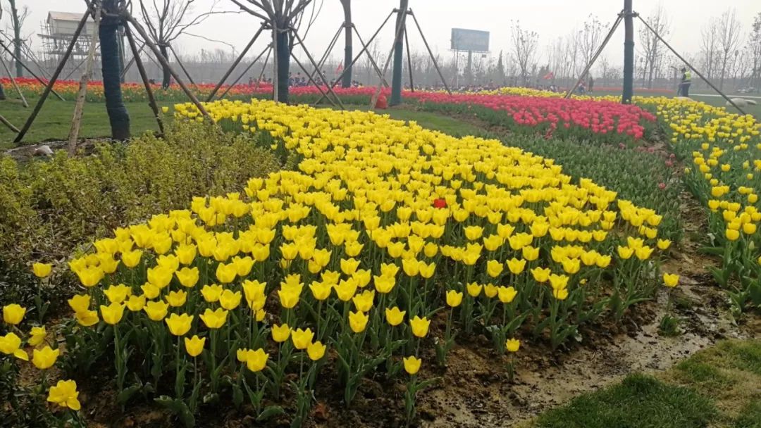 阜城大型公园在哪里,花海剧场区