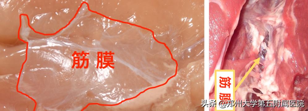 个人盆底康复工作室,盆底康复大全