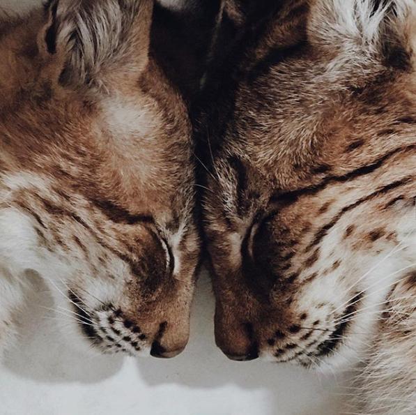 想养猫又怕被猫抓,俄罗斯养猞猁