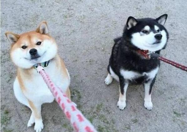 为什么劝你不要养柴犬,为什么都不建议养柴犬