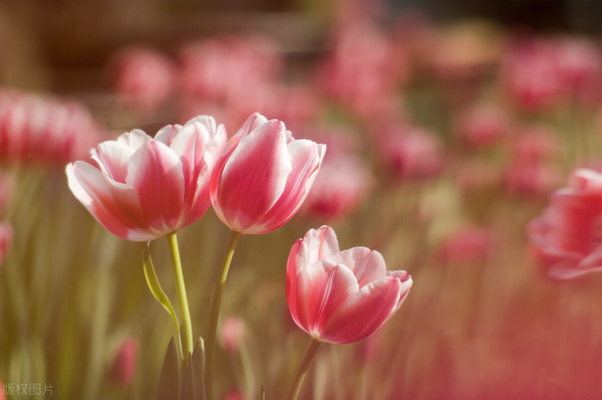 花的种子方敬,方敬《花的种子》教学设计