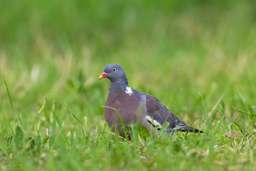 鸽子拉稀绿便怎么治疗用什么药治,小鸽子老是拉稀便用什么药