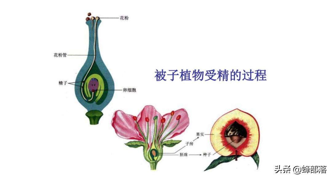雌性动物分泌什么吸引雄性动物,雌性生物为什么都有母性