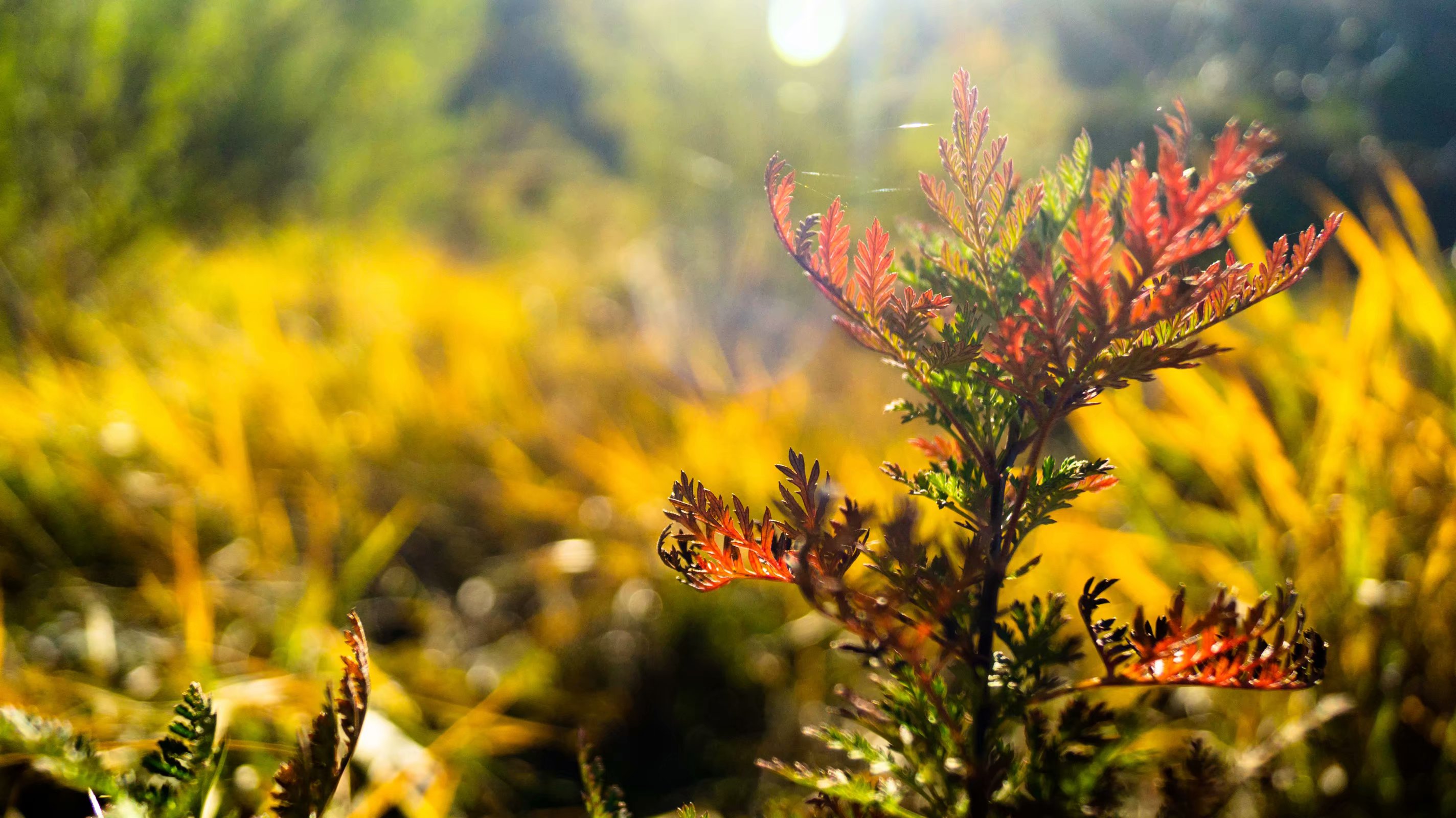 郑大医学院2021考研主要目标院校,郑大的医学考研排名怎么看