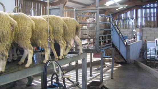 英国羊奶疫情最新通报,疫情对羊奶业的影响