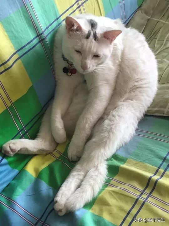 长得很潦草的一只猫,一只猫能有多潦草