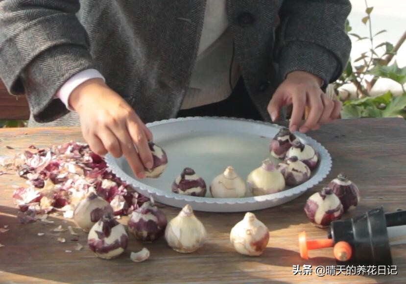 水培风信子蔫了怎么办,水培风信子发霉