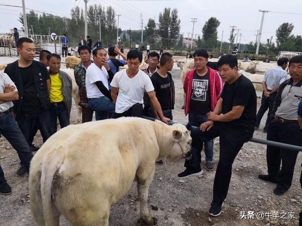 辽宁最大畜牧交易市场,群晟畜牧交易市场