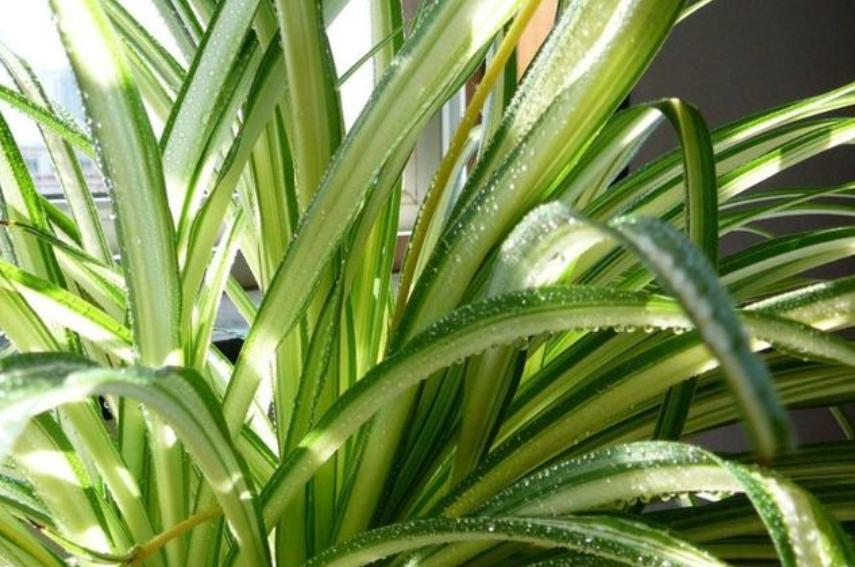 用这种“特效水”养绿萝吊兰,叶片绿油油,新芽蹭蹭长,不黄叶