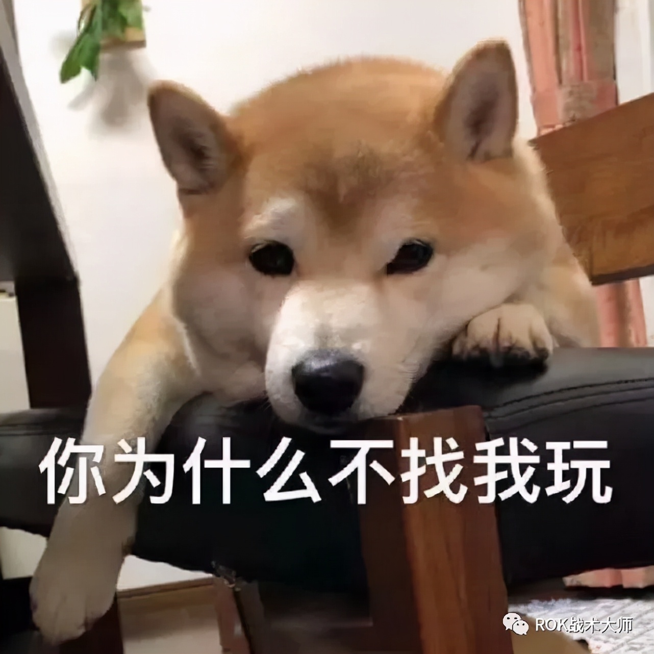 万国觉醒戒指图纸获得,万国觉醒埃及之战图纸