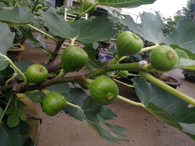 阳台种植无花果的方法,阳台种无花果禁忌