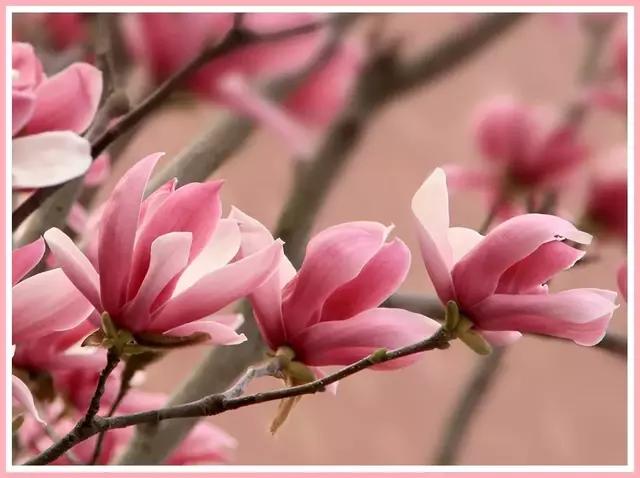 魔都四月赏花,魔都春季赏花好地方