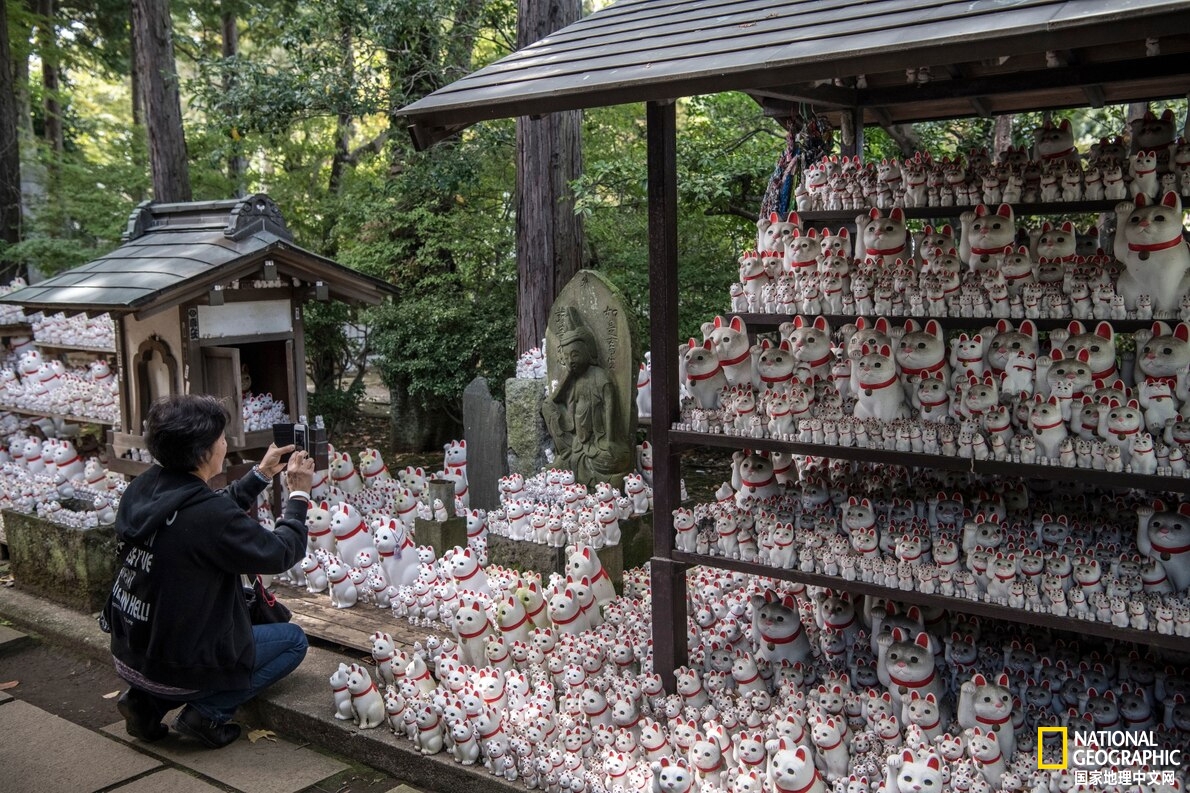 招财猫怎么火起来的,正宗的招财猫