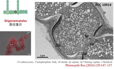 蓝藻是怎么进化来的,蓝藻到底有多可怕
