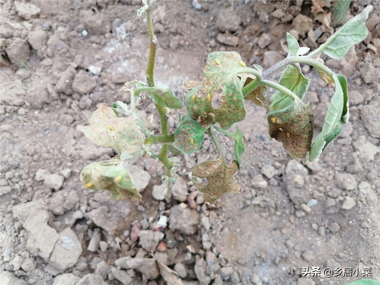 茄子生根壮苗用什么药,茄子开花期需要注意哪些病虫害