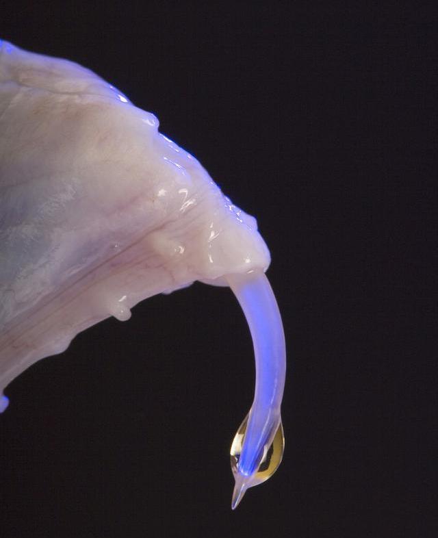 被蛇咬急寻抗蛇毒血清,专家被蛇咬伤抗蛇毒血清