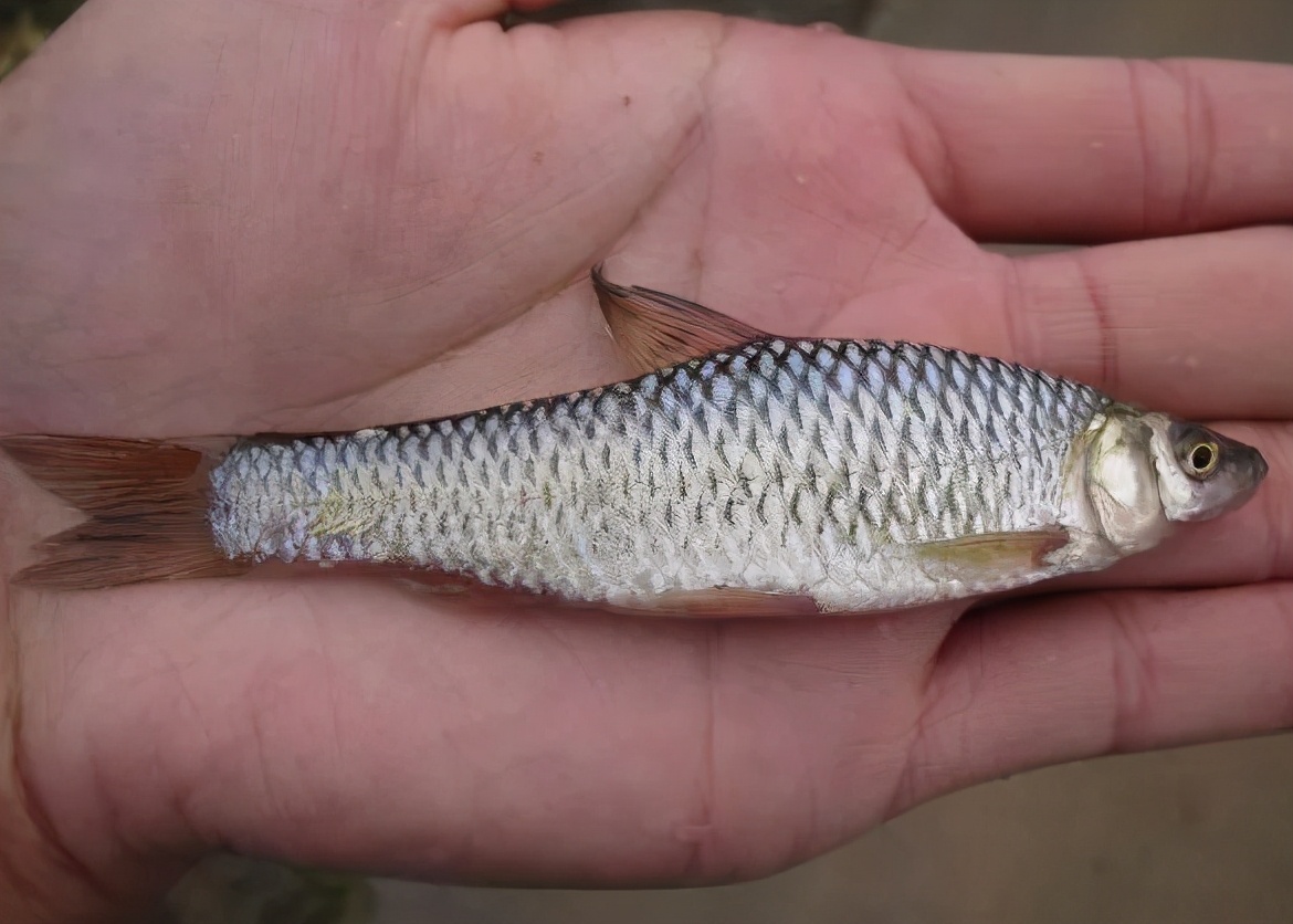 欧洲鲫鱼泛滥成灾,麦穗鱼在欧美泛滥成灾的原因