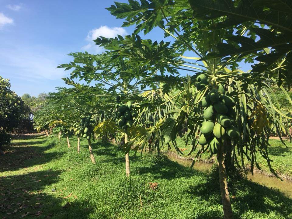 越南芹苴水上活动,越南芹苴水上市场