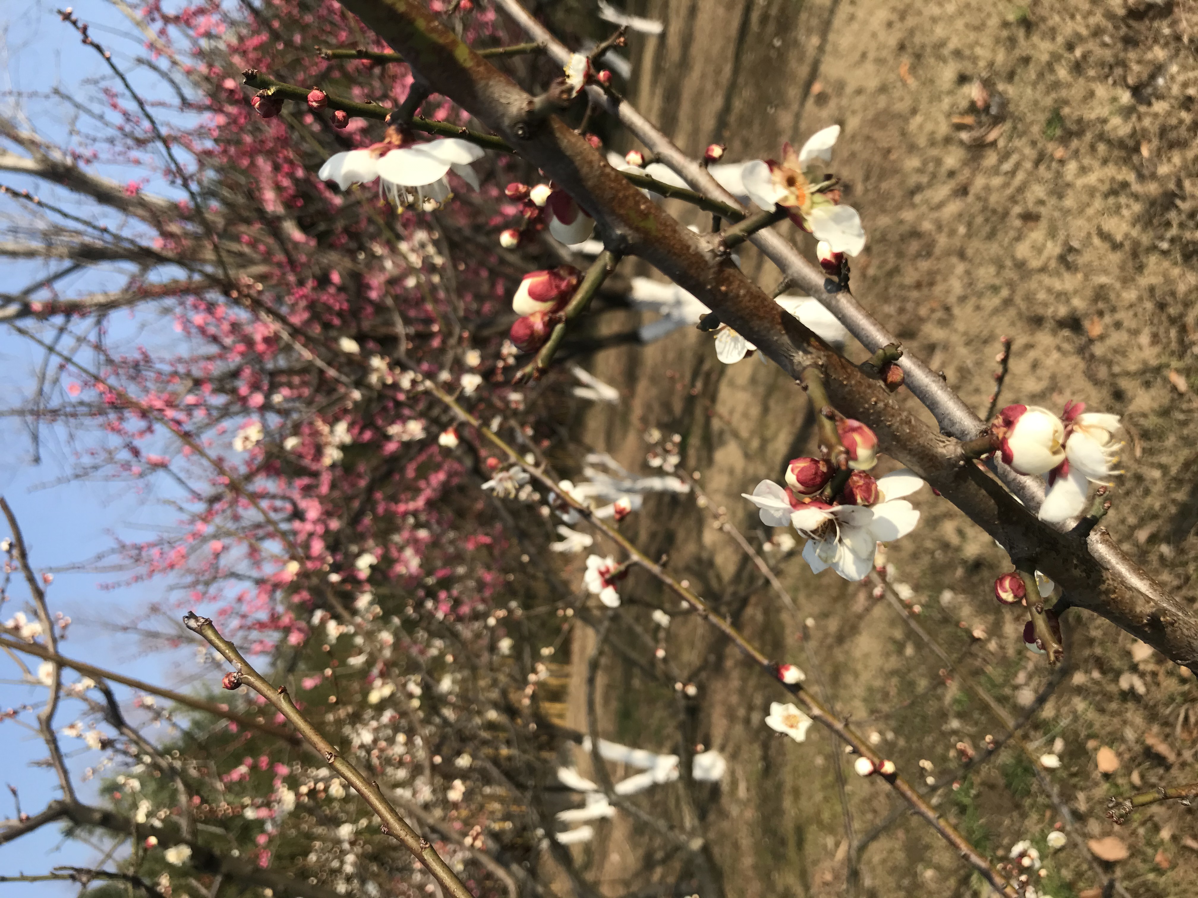 上海的春天视频,上海的春天美景