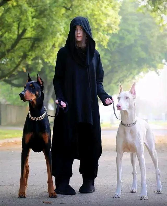 各国猛犬品种排名,各国品种猛犬