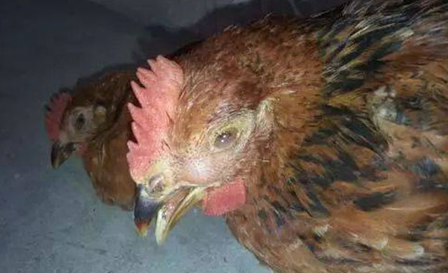 养殖鸡眼睛肿了是什么病怎么治疗,鸡眼睛瞎怎么治疗最好