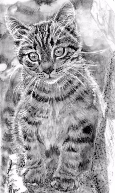 绱犳弿鍏ラ棬鍔ㄧ墿,绱犳弿鍔ㄧ墿瑙ｆ瀽