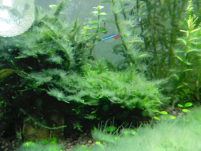 草鱼缸怎么除藻,鱼缸怎么除水草绿藻