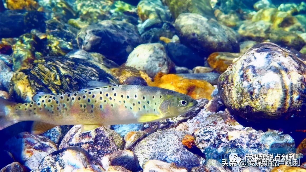 秦岭细鳞鲑科普,秦岭细鳞鲑百科介绍
