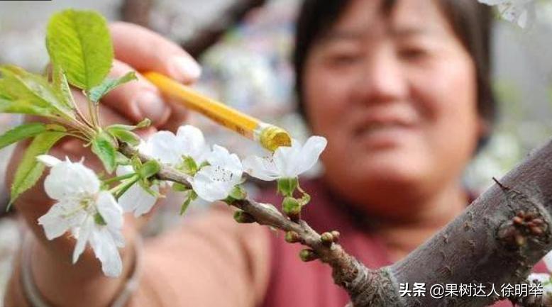 大樱桃全年管理主要防治病虫害,大樱桃开春管理